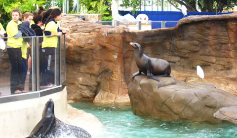 UNDER THE SEA: Sophomores watch a seal at SeaWorld. Photo by Isabel 14.
