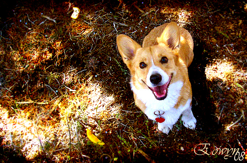 Photo by flikr user Captain Corgi.