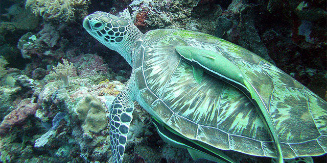 Marlborough students will explore Belize's reefs. Photo by flickr user Amanderson2.